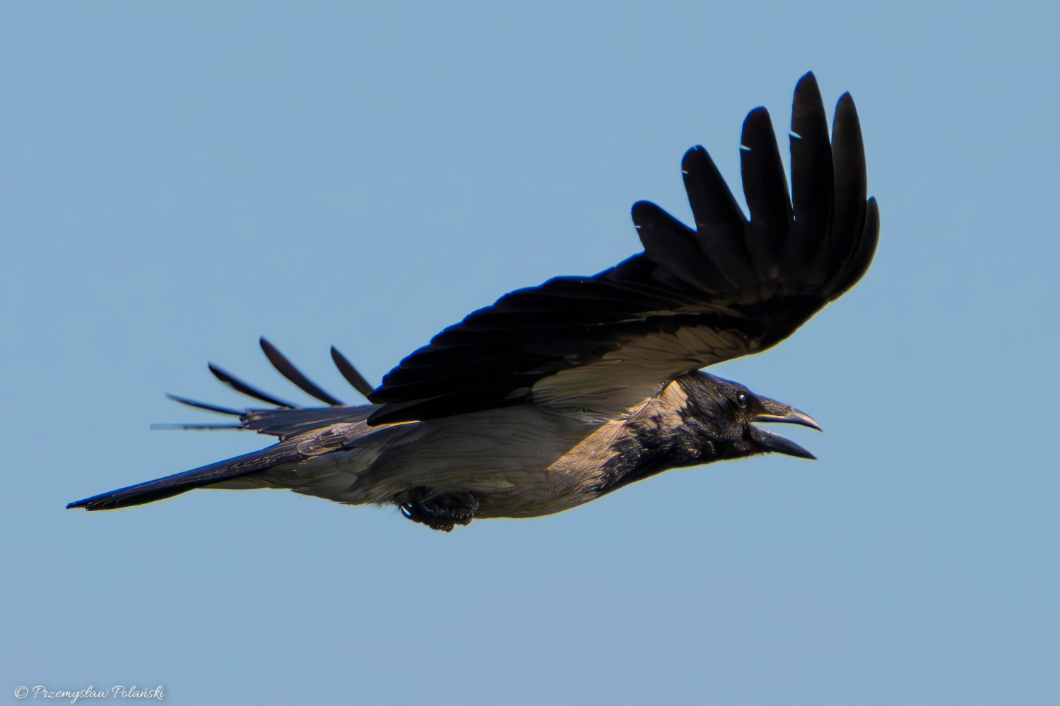 livebirdspoland_1324c225274f8096a370fa1a344170f8.jpg