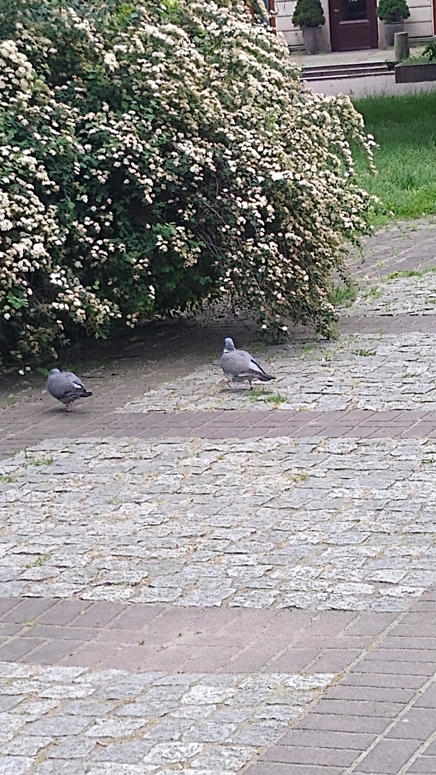 livebirdspoland_0b6859d3a9fa53c41619e2407766b9f8.jpg