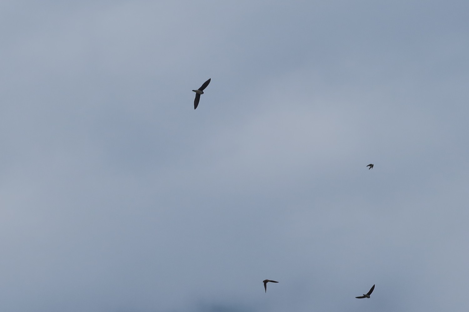 livebirdspoland_c738aa83cce9dbad2c08f849004854d7.jpg