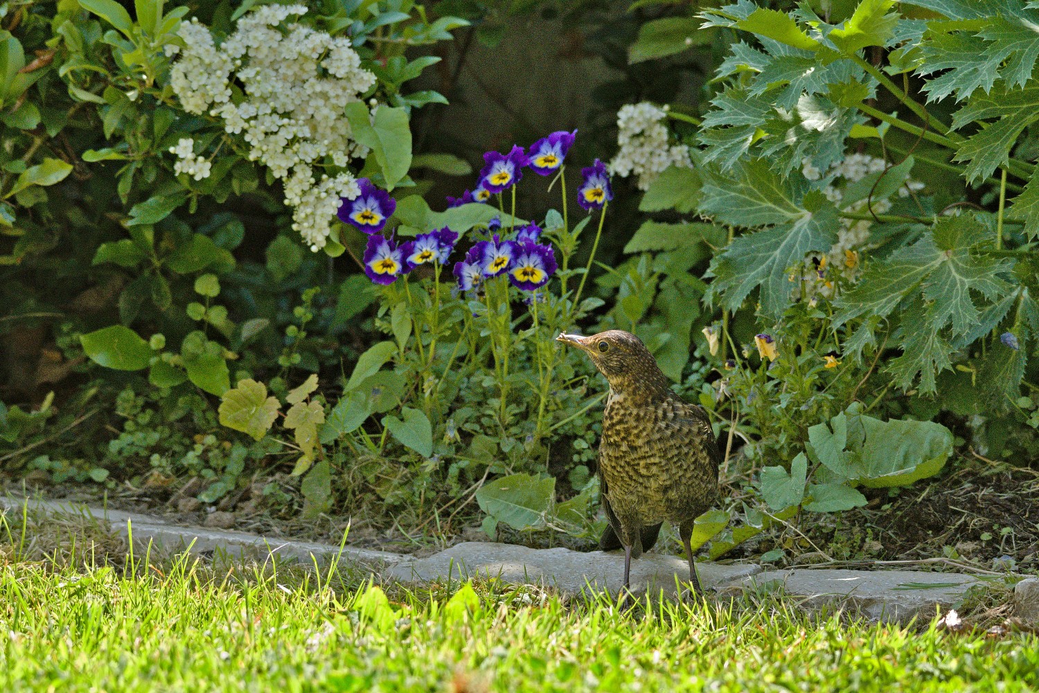 livebirdspoland_201a0a2b2d86f9b9749ea0f4de9ae3b7.jpg