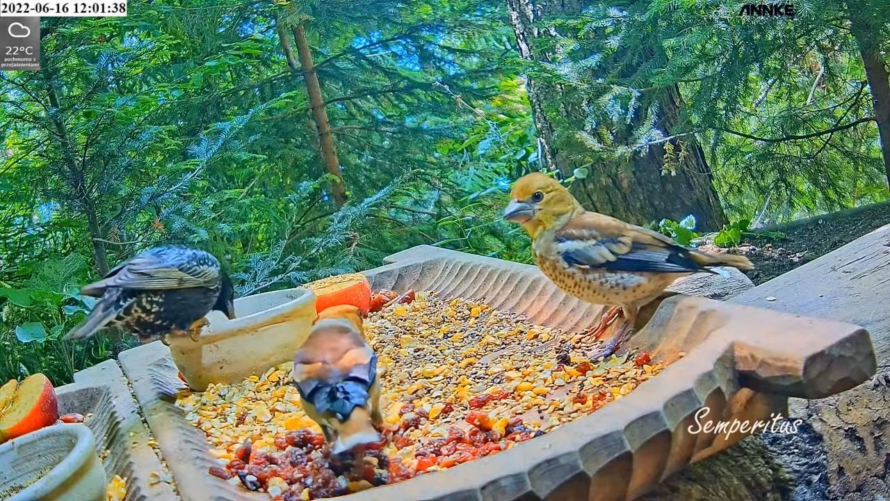 livebirdspoland_f82c158c2c2721aa5352d706f31d5515.jpg