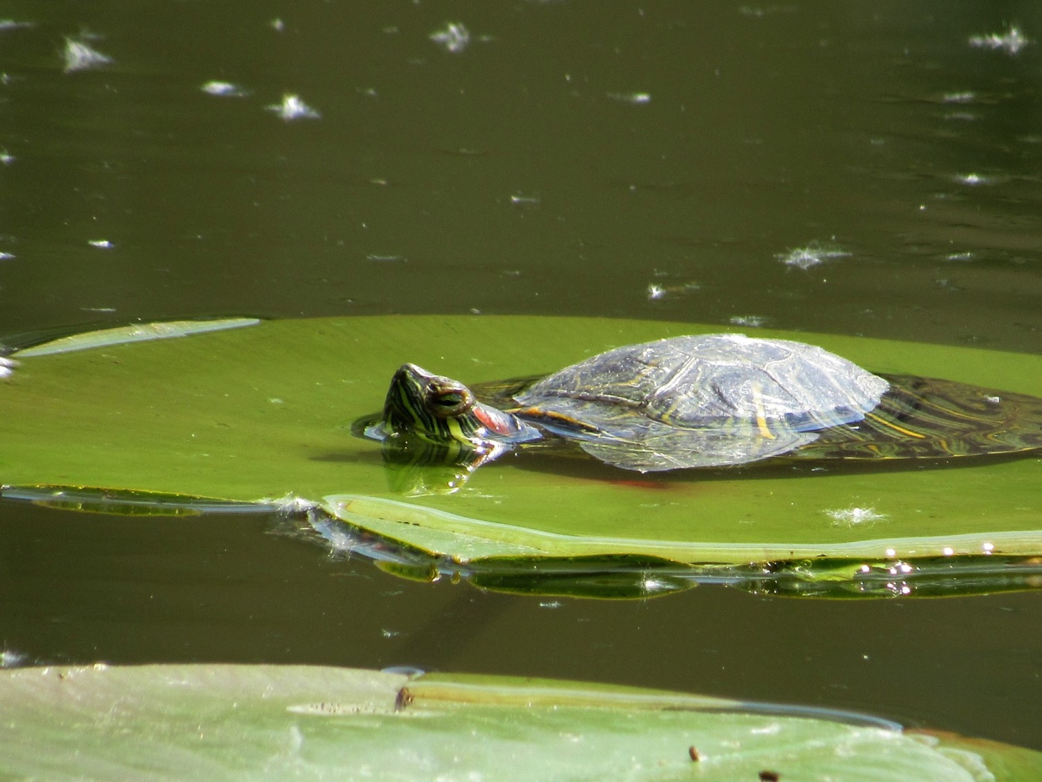 livebirdspoland_756de26583f456bcd63b15347e90ca0f.jpg