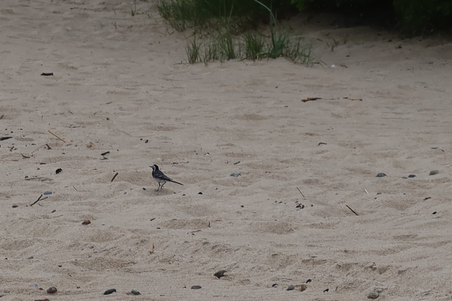 livebirdspoland_d5fc56cb0d5f509d74bc50103a08bd60.jpg