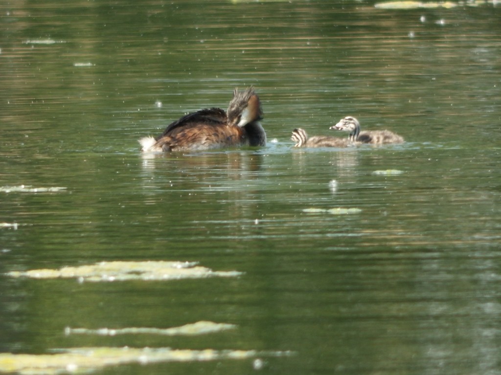 livebirdspoland_2146d9ad5c3eba716e4c46f4401967e2.jpg