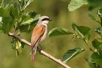 livebirdspoland_854e09074190f6d57a0d4ad0430ee849.png