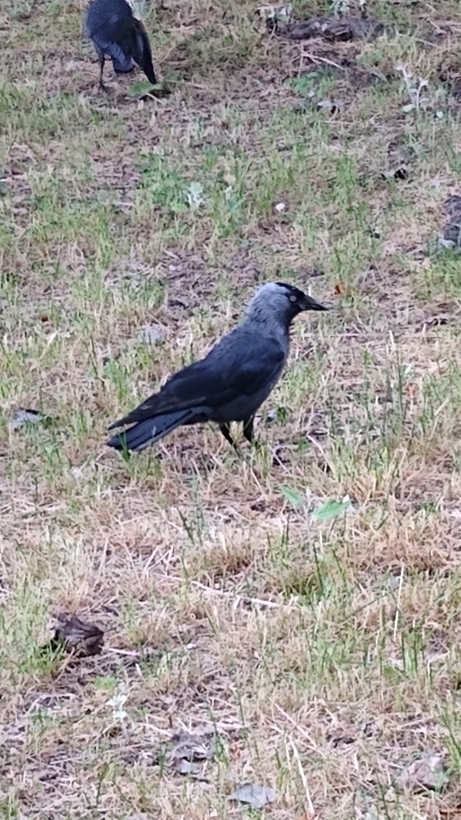 livebirdspoland_2307470071403a30f672d80f6f406229.jpg