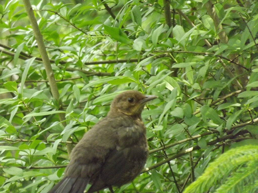 livebirdspoland_9becdc5b2c660213e727241df932c899.jpg