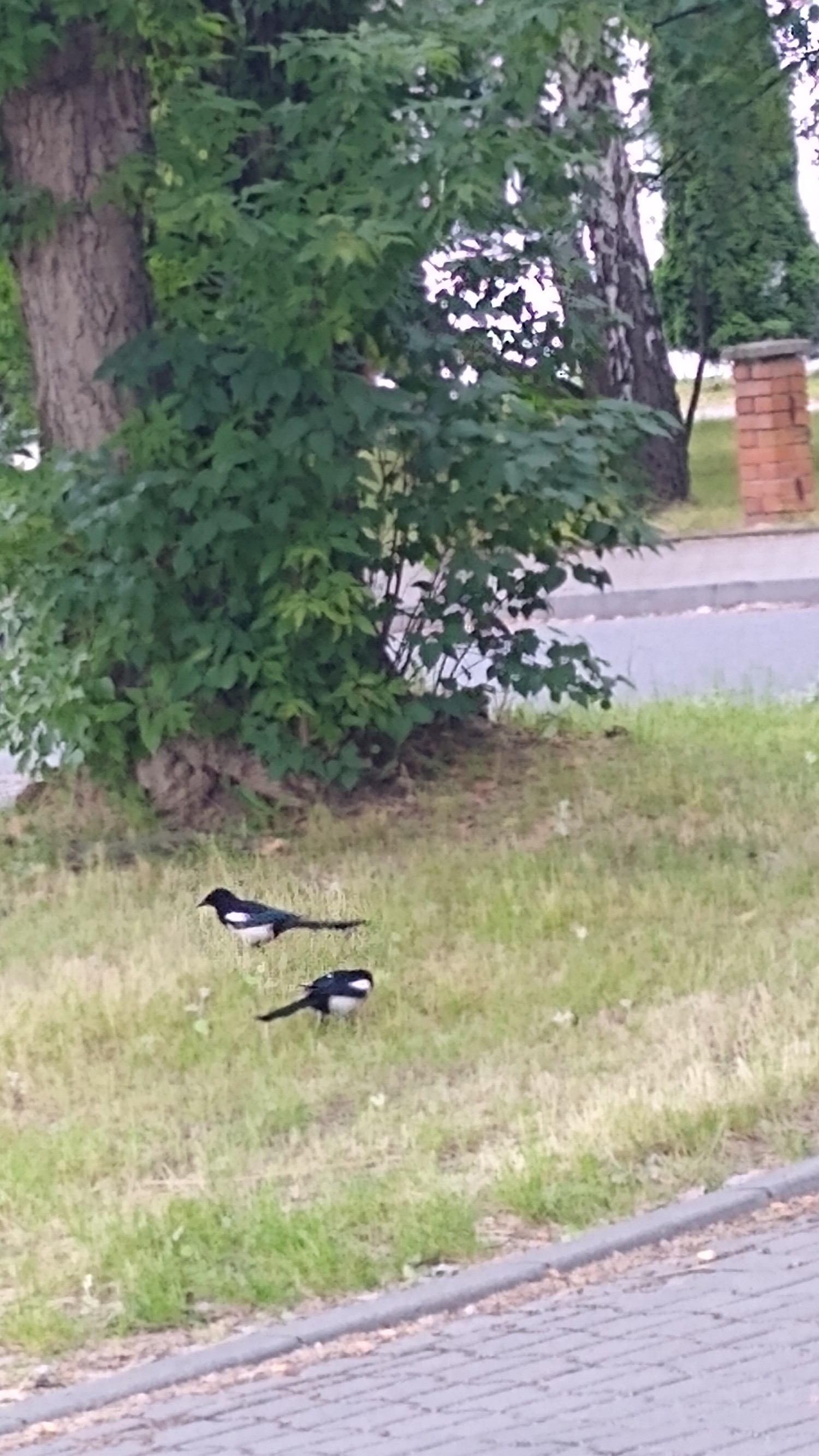 livebirdspoland_17eb13eb80334592d38a4227ab269d24.jpg