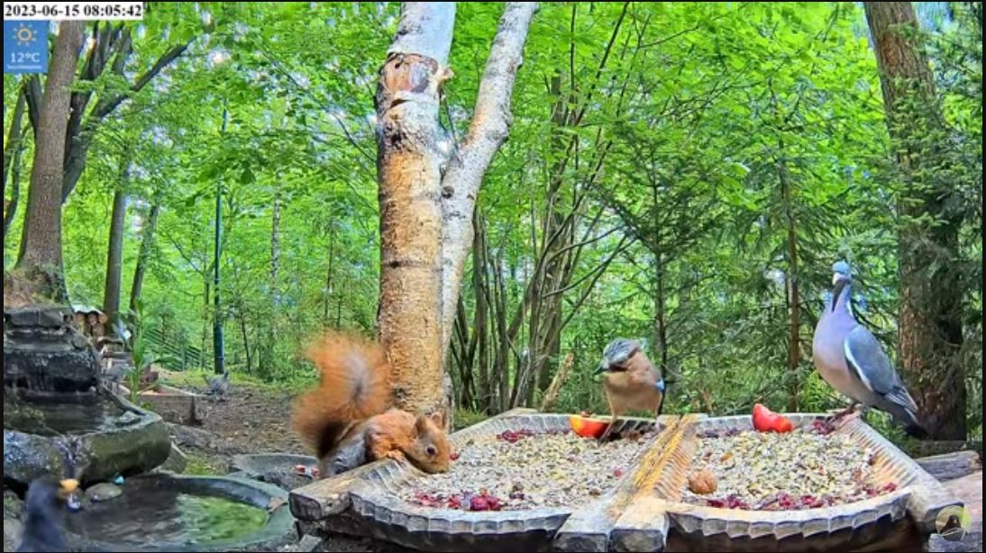 livebirdspoland_c286d27d2040c1fe082a64084e3068fa.jpg