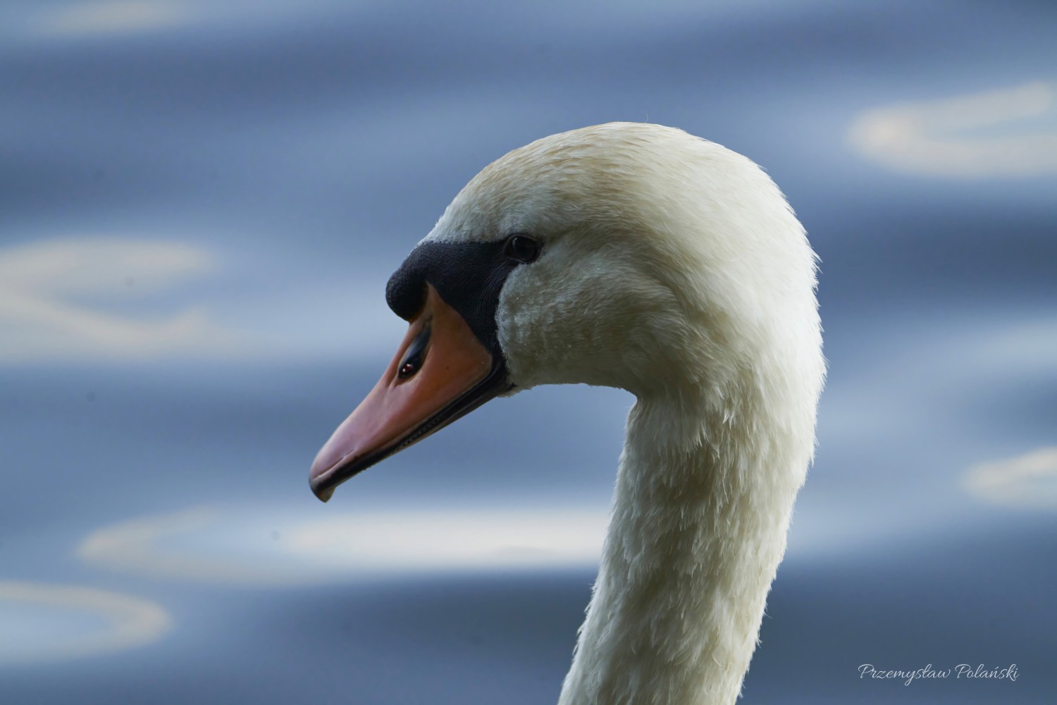 livebirdspoland_4c78cc56e1551e6ce3a3ebc3c055793c.jpg