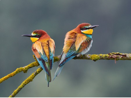 livebirdspoland_57bc359a33d18b350ae65d4bf13752f2.png