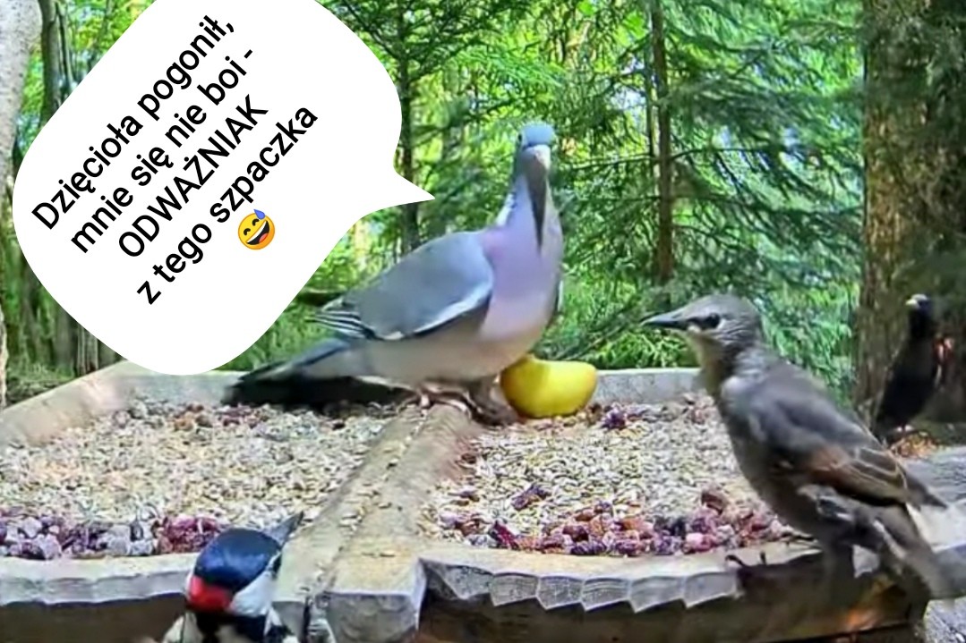 livebirdspoland_2ca35fc4155a26fde59964bfc4836426.jpg