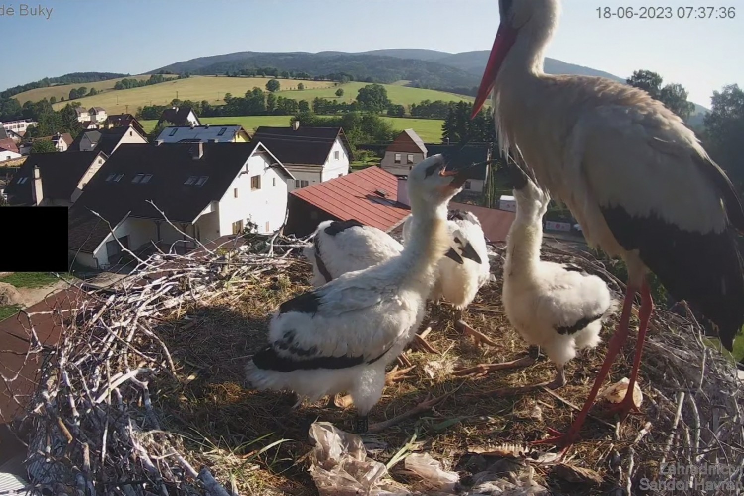 livebirdspoland_cd0bc4a473bf975b639e30e96106597d.jpg