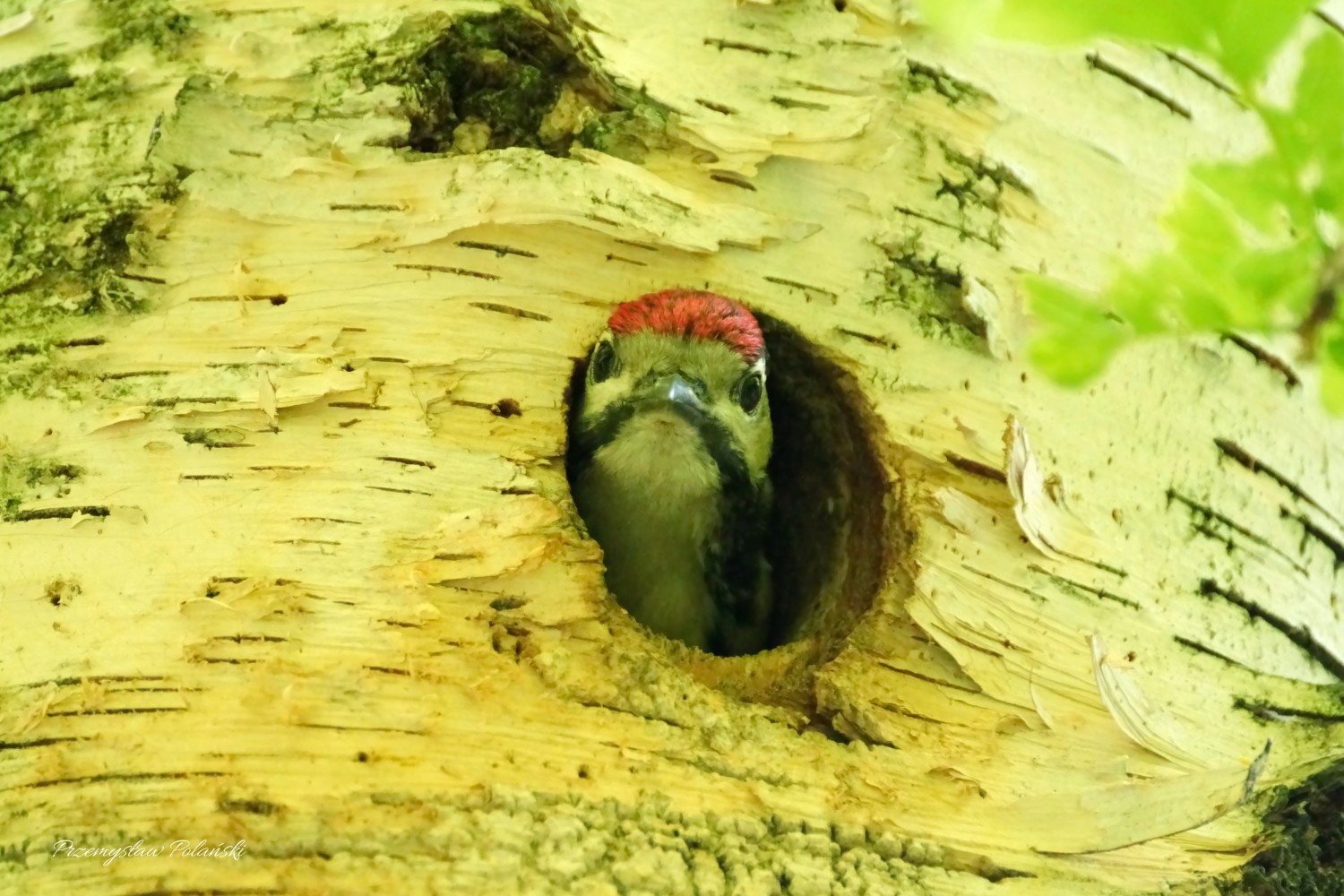 livebirdspoland_bb601147801e9979078d35a8a44ce52b.jpg
