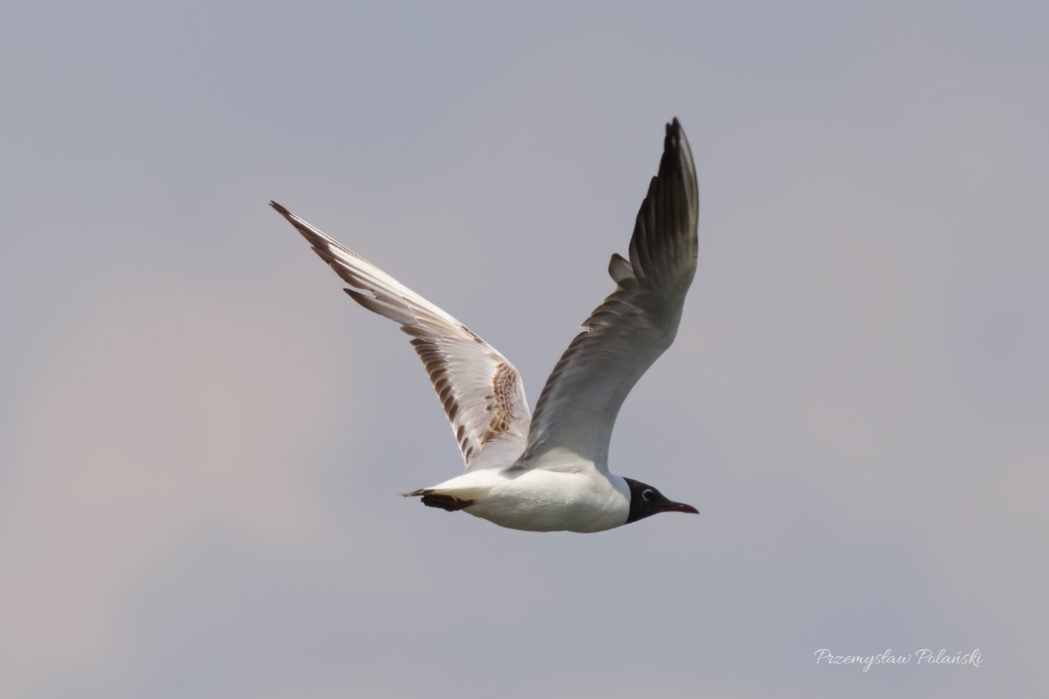 livebirdspoland_137d4ab7a65021ee21c7ef722103abed.jpg