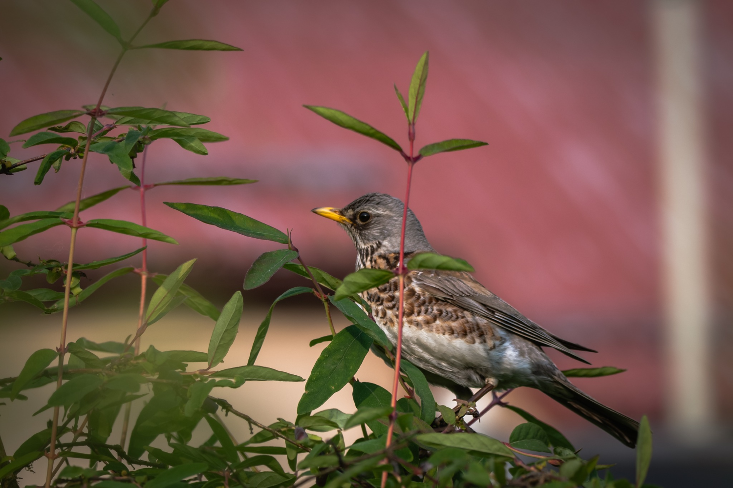 livebirdspoland_43d2325fbf0bf4a155cd677bf2c4dbcb.png
