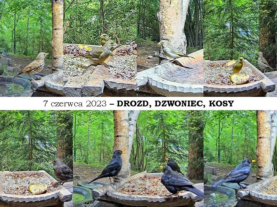 livebirdspoland_097ae305811651dbdc5e9664953f1918.jpg