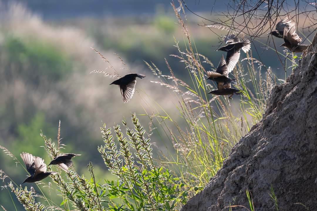 livebirdspoland_6fdeca9d3bf89509495f9451de800bfc.jpg