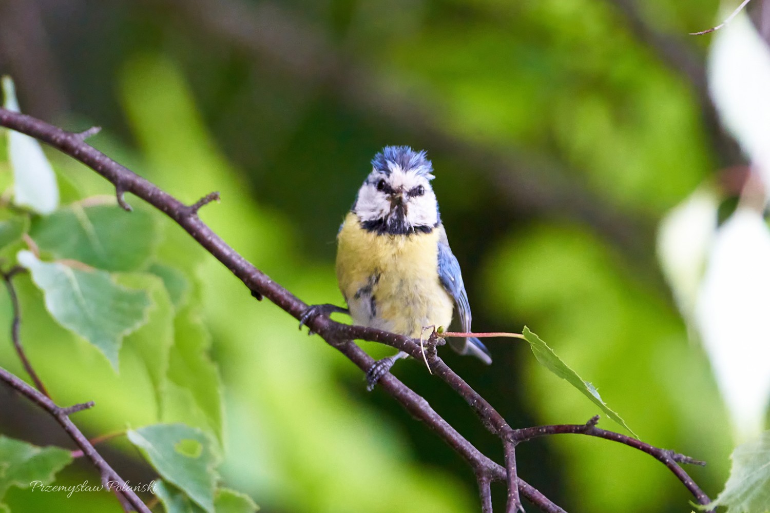 livebirdspoland_902ecf76ed766618a280d78126c2e0e2.jpg