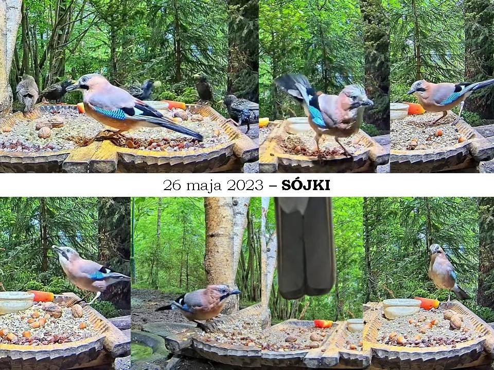 livebirdspoland_d4ba5bd700d91693cf25fcab1ab80a0b.jpg