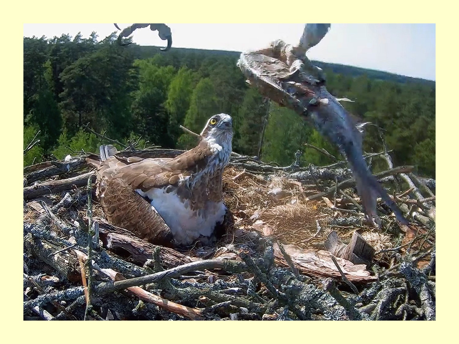 livebirdspoland_96a3dd5b1b82d8eba9eba529b0699af8.jpg