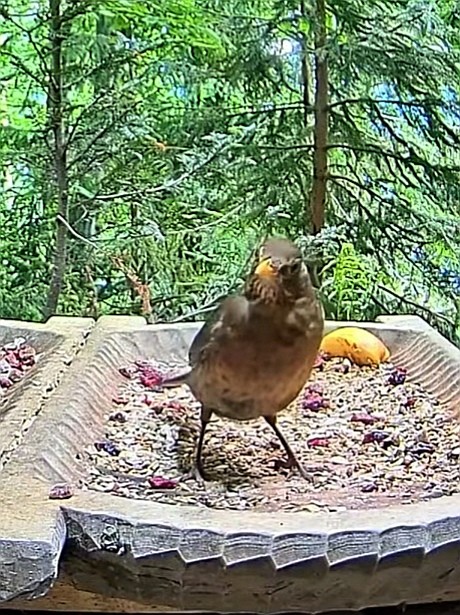 livebirdspoland_91b4a29782d6e4e5a43b63c8fac032bc.jpg