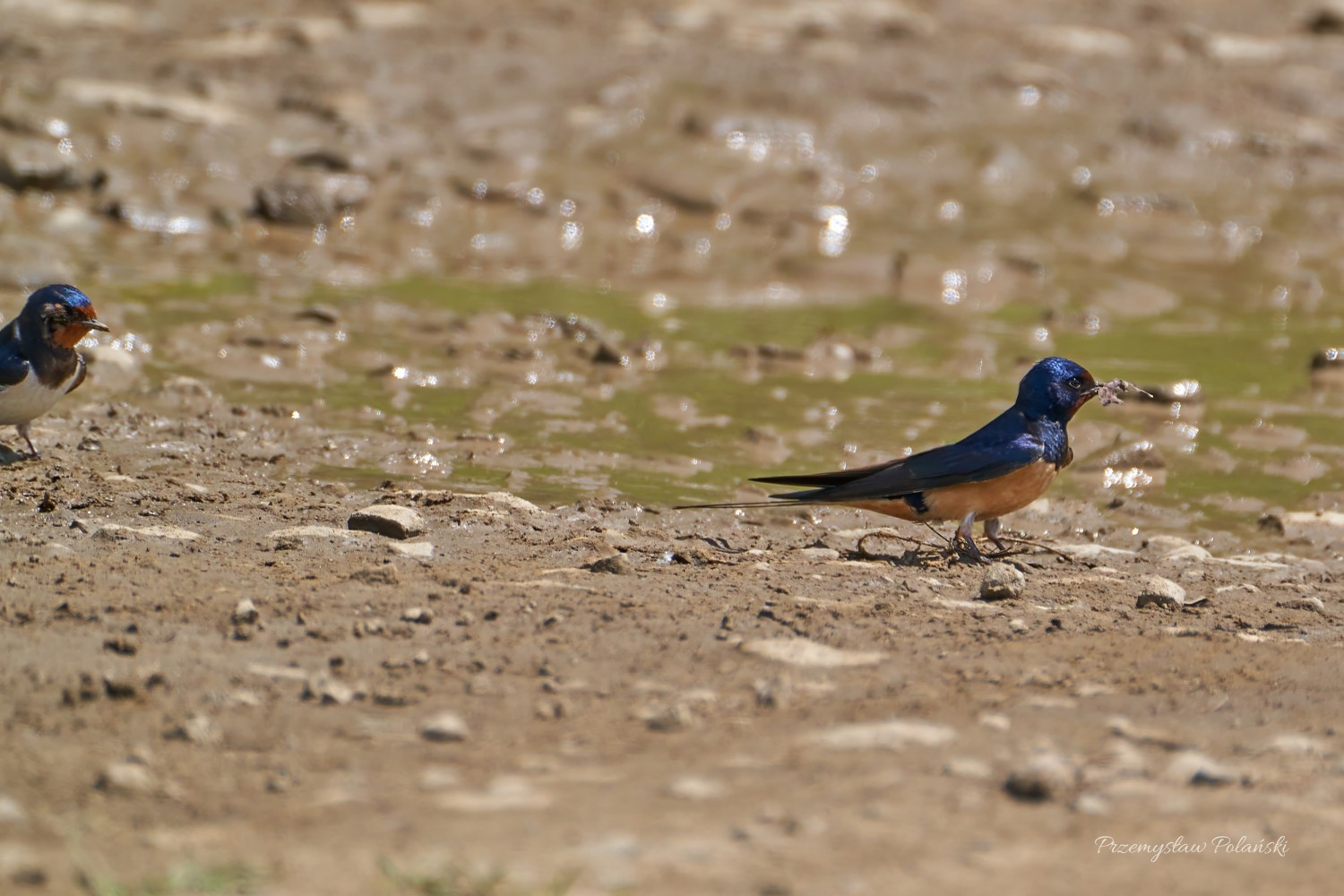 livebirdspoland_4a4936abf3a65402f936362a5352ce88.jpg