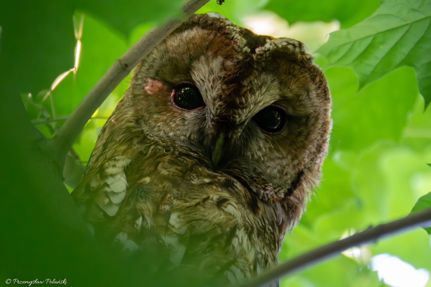 livebirdspoland_c351eb66545d430be01026783cad3b8f.jpg