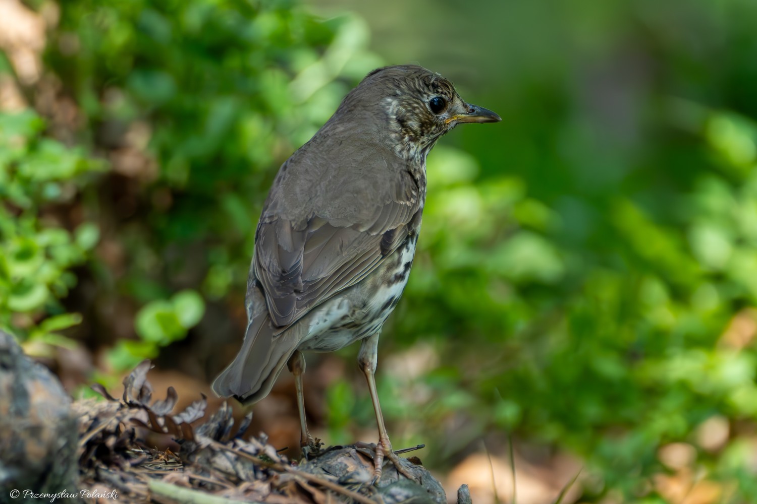 livebirdspoland_cf903ff1fd2a9d0b47111f65e961c51e.jpg