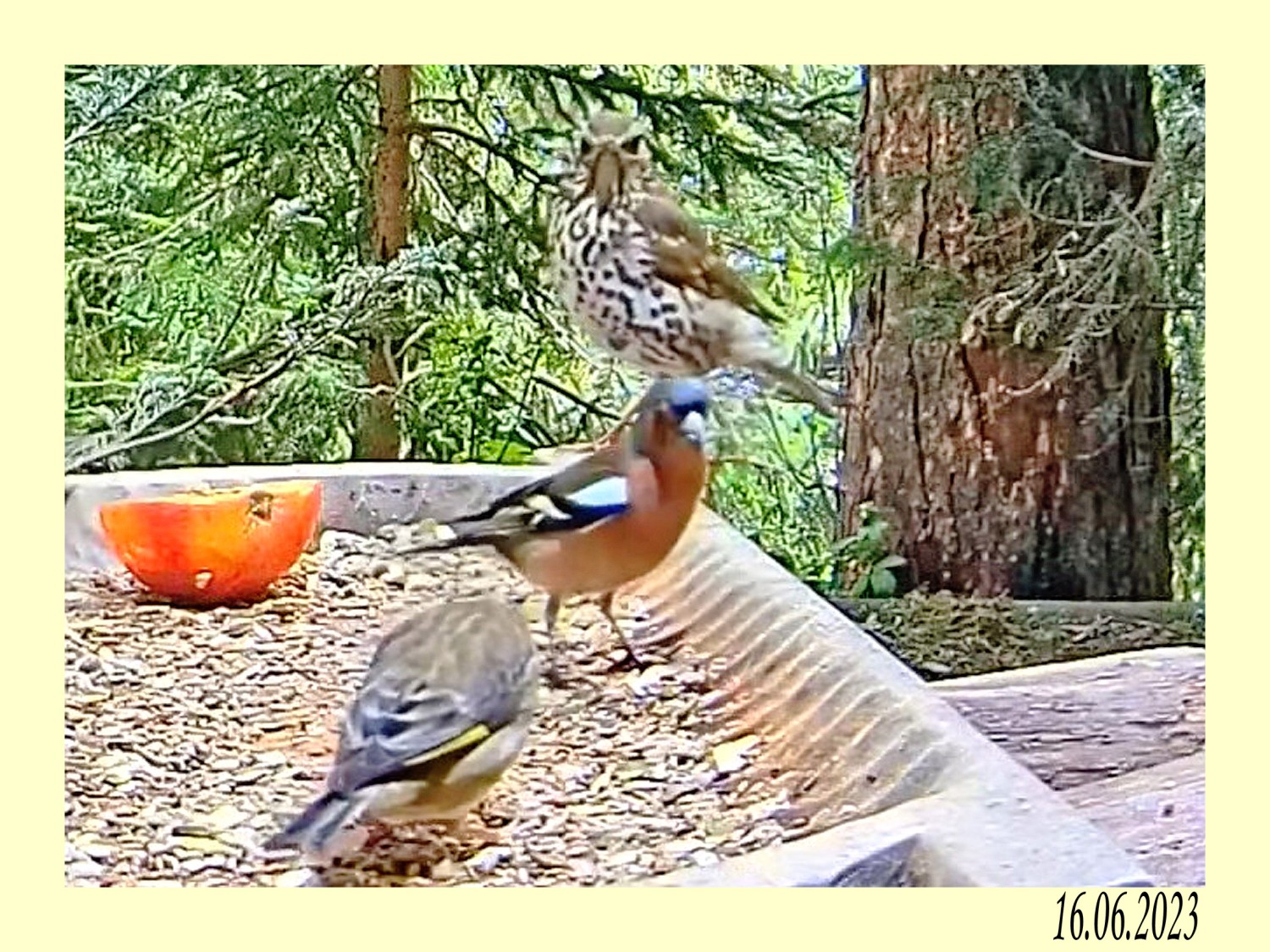 livebirdspoland_bd9156279406a48af27994a8b2e6a0a2.jpg