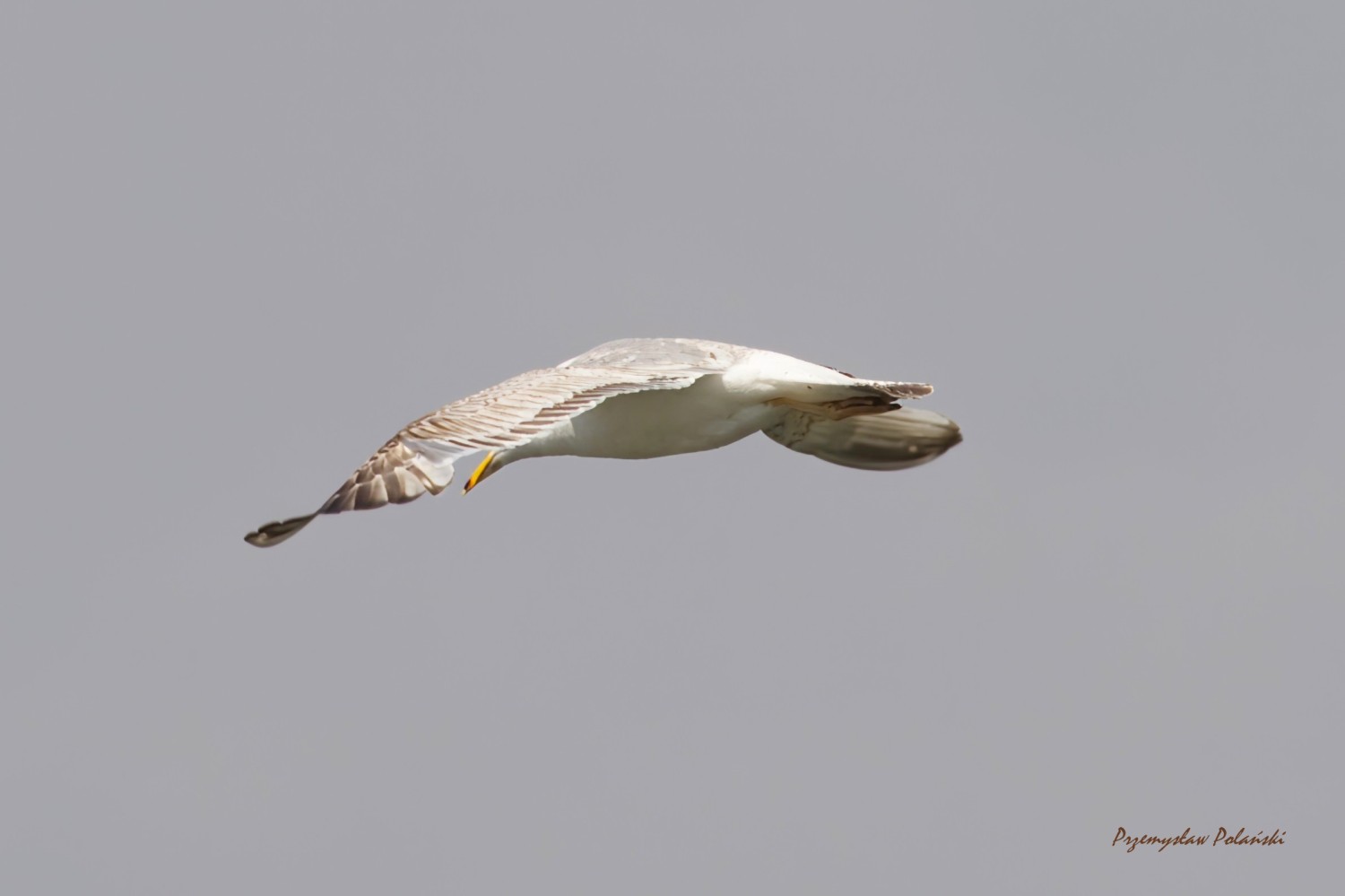 livebirdspoland_ad90d405f3aca8a58686683c48f37594.jpg