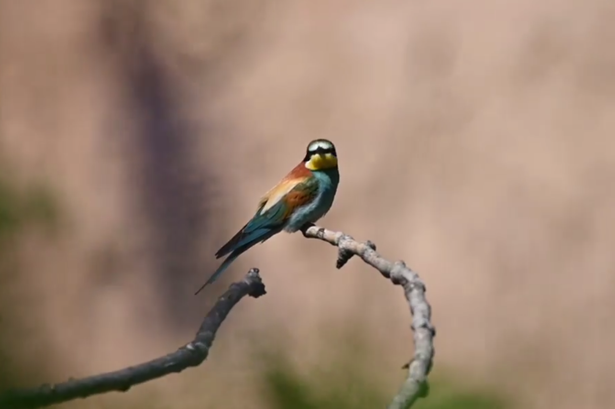 livebirdspoland_a045ca0ddd7d911009f56d871389a03a.png