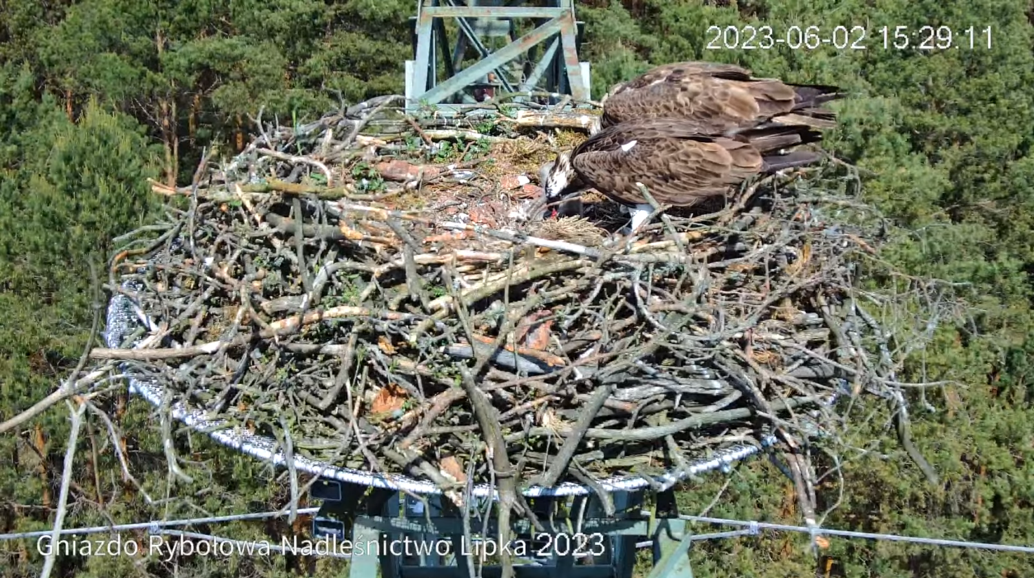 livebirdspoland_b60543c578325c4fa6051561c7f9f0c7.png