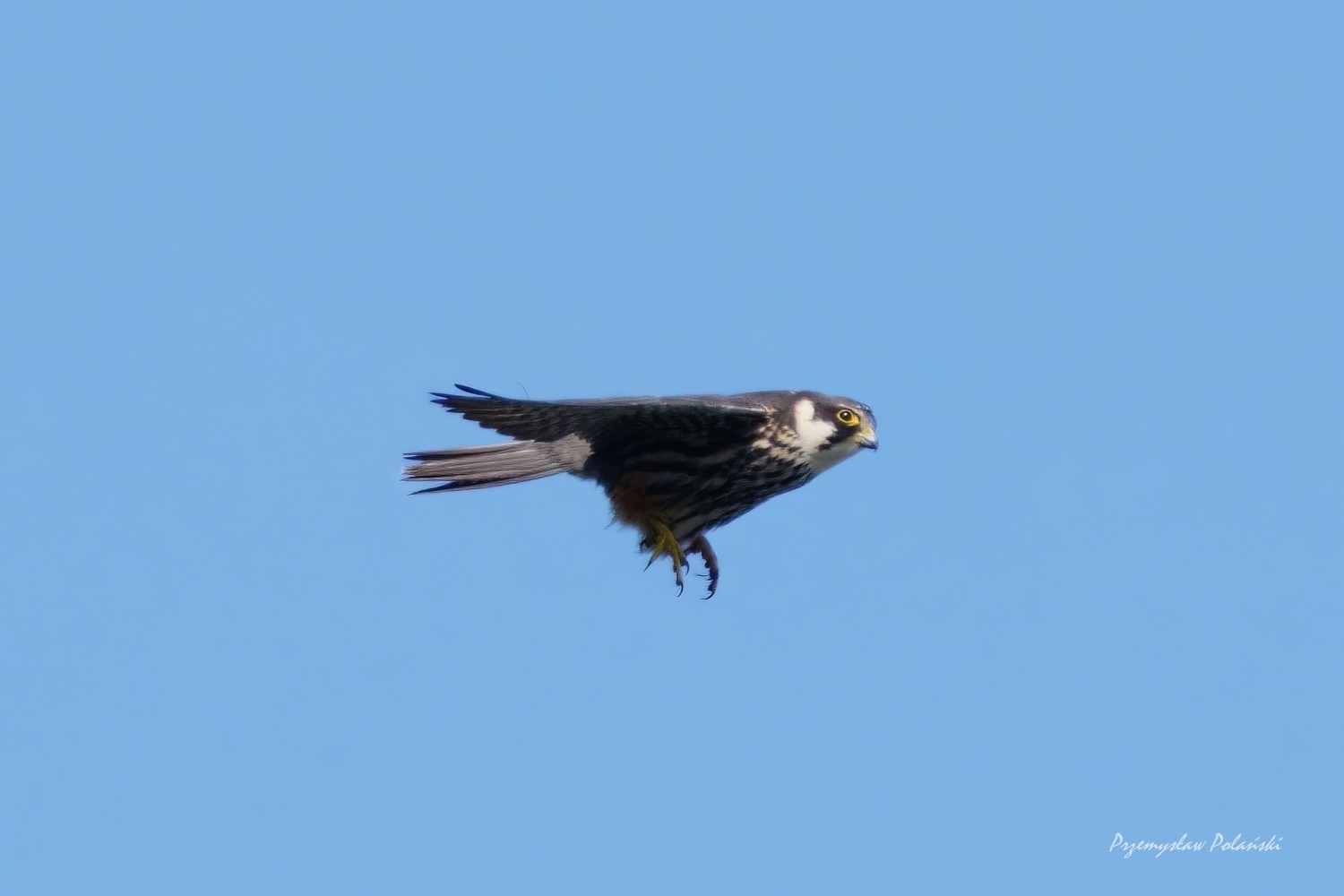 livebirdspoland_fc63303089314efcadcfe756a9bac2c3.jpg