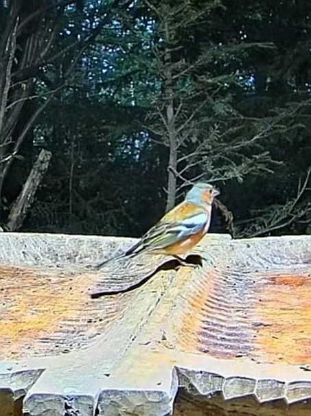 livebirdspoland_0633f339a79bb9525cd840b5502b96c5.jpg