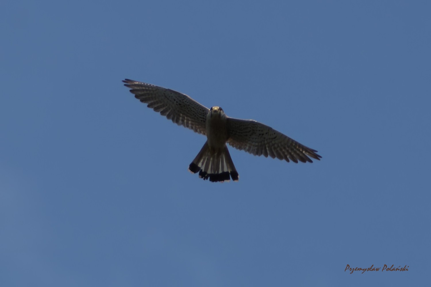 livebirdspoland_337124d7d0b41147cd53932f6676cab6.jpg
