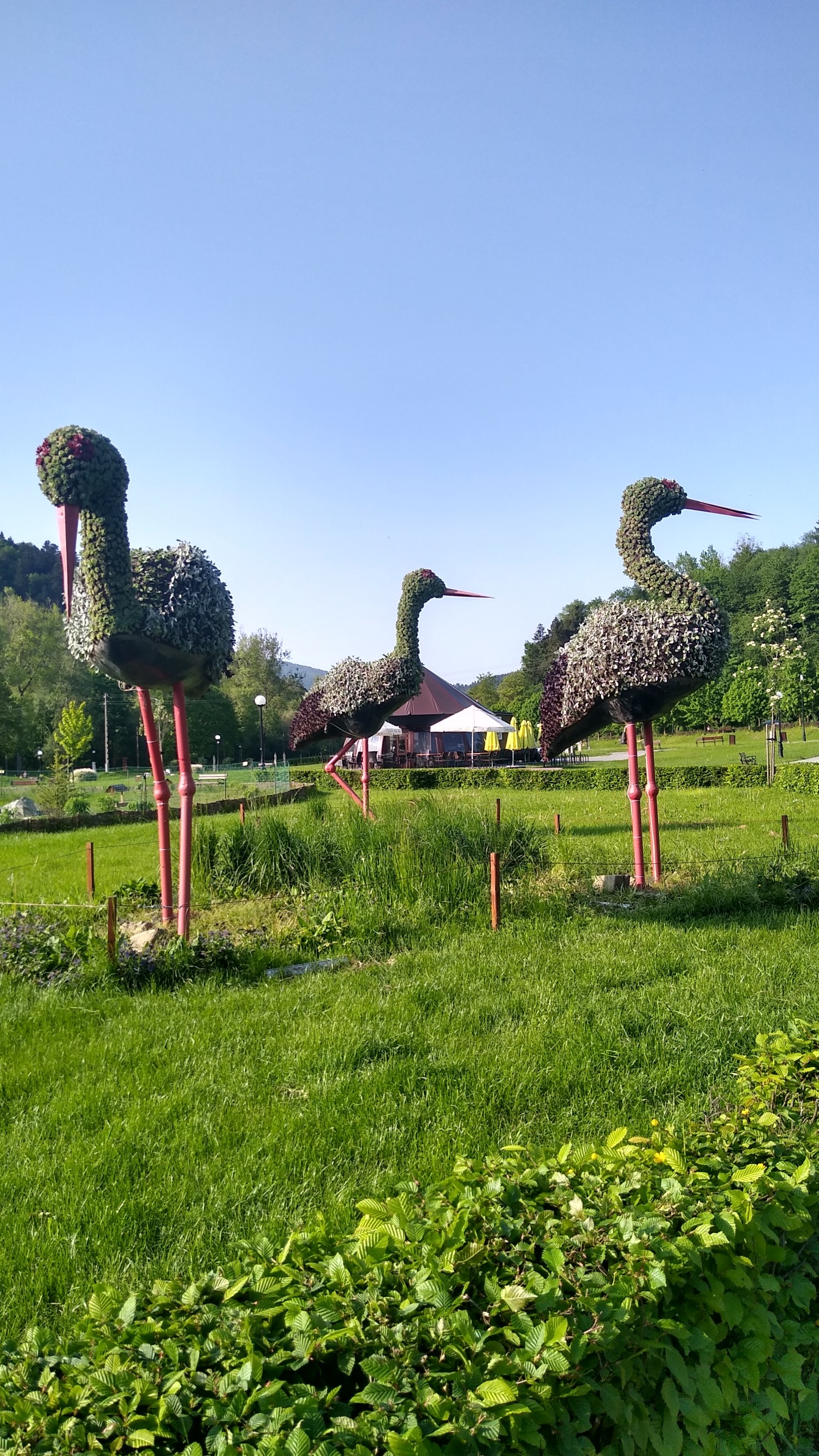 livebirdspoland_eb30ec831d7a7d9c81a10ee388ed9e35.jpg