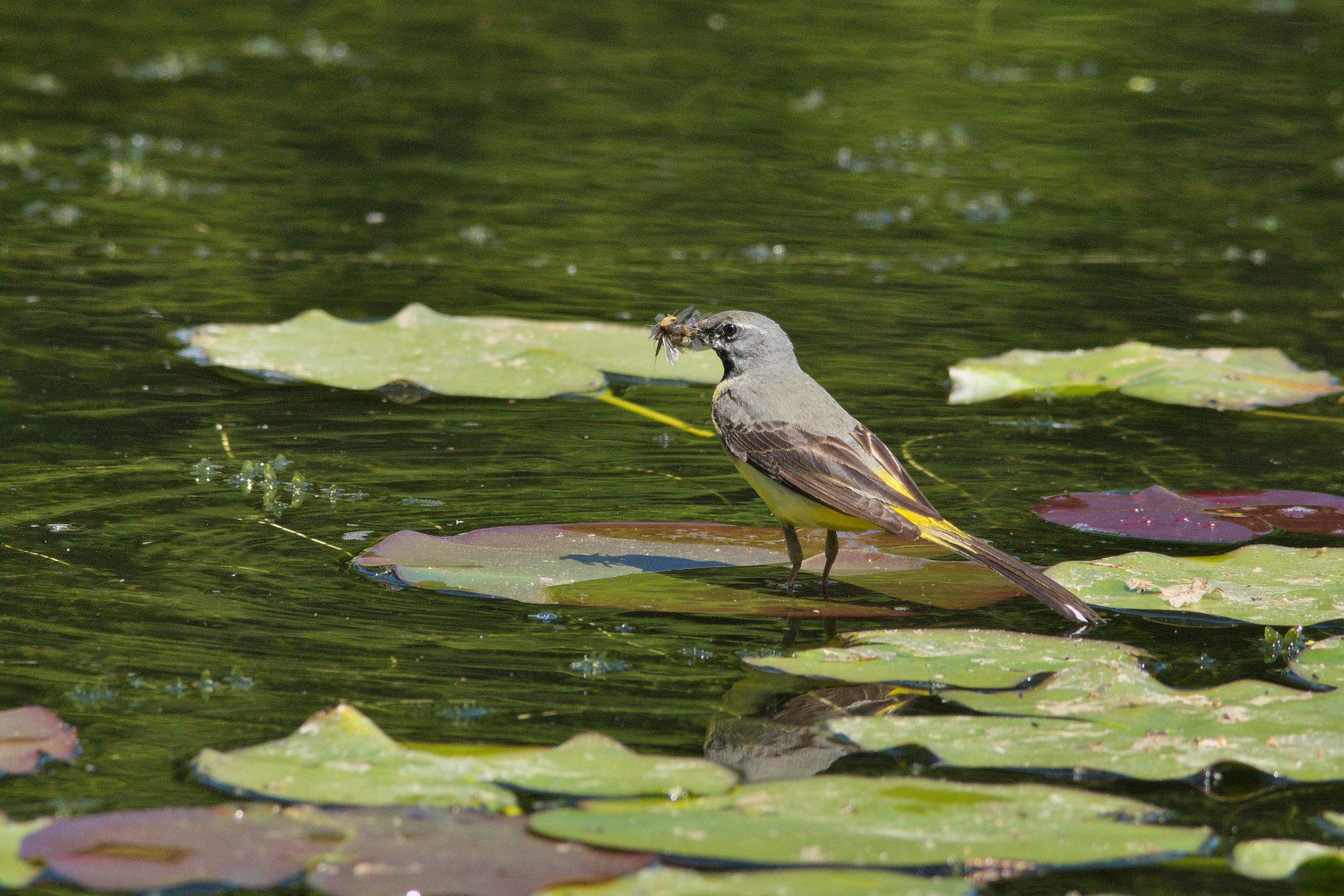 livebirdspoland_f9b8b6c5d9c28a0811dfabb5725136c5.jpg