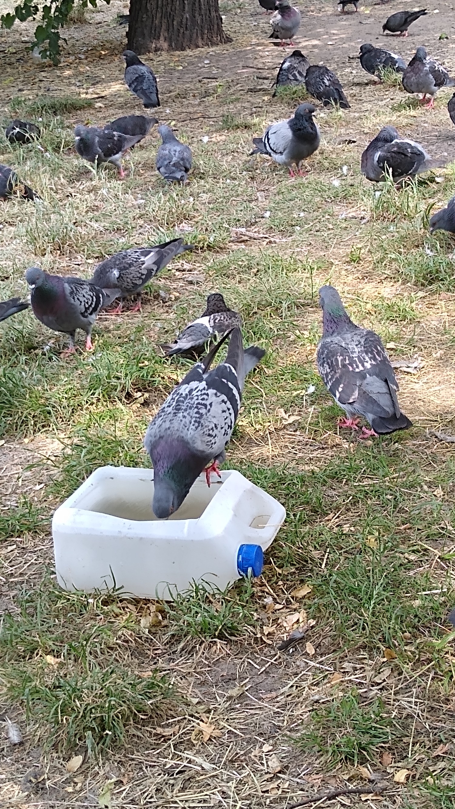 livebirdspoland_e2f537286d9ae08f19f477eadfe6db71.jpg