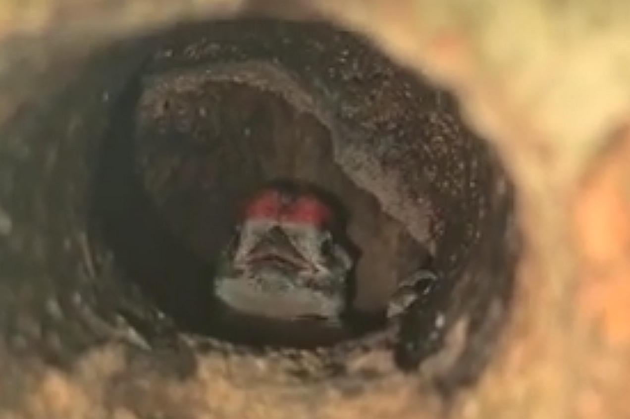 livebirdspoland_1374bb9f04ed6003a05c13e879b625ff.png