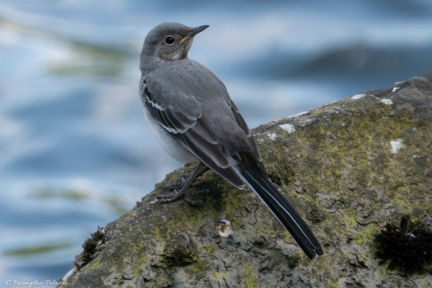 livebirdspoland_aabe3b9d8cb3a24c87b45c987cf0f315.jpg