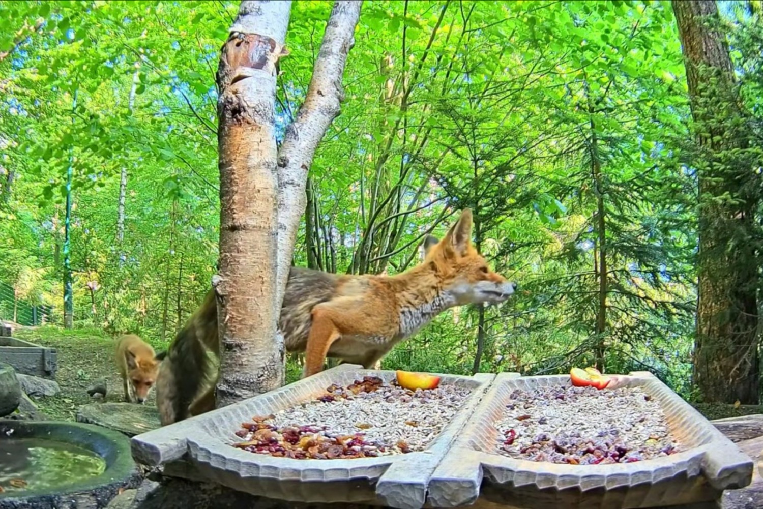 livebirdspoland_b6b7e3f41880e9228f4c73149f1ca2eb.jpg