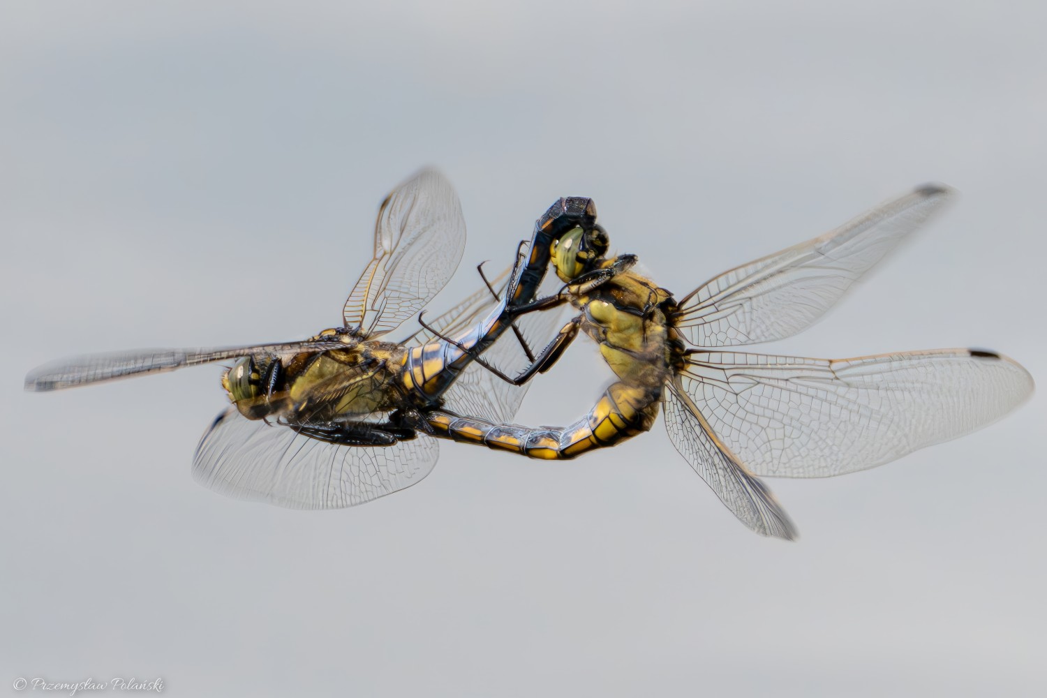 livebirdspoland_ccdb1afb5b0d2d879f0f877aa500cd46.jpg