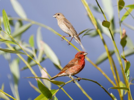 livebirdspoland_43e1919b8eae09f1c475920684fcc5db.png
