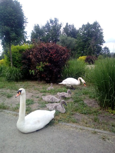 livebirdspoland_b3862899f56c274f3d36b9512f4502f6.jpg