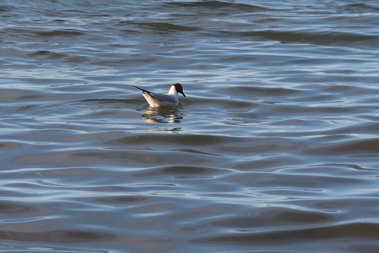 livebirdspoland_63301734d785361606305577f32625c3.jpg