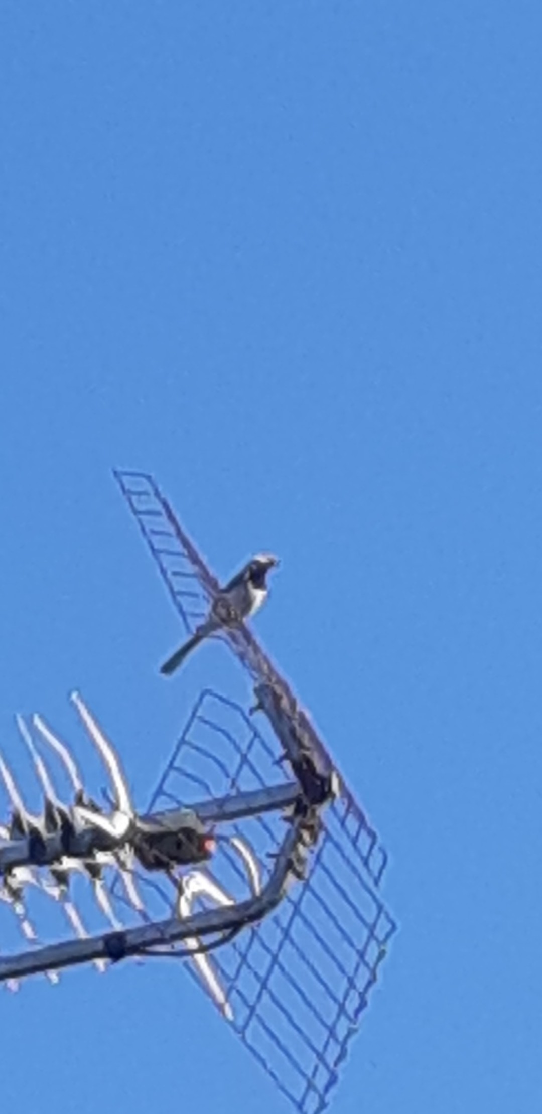 livebirdspoland_8ed3dcfb33fb060ab078e01d7e38e433.jpg