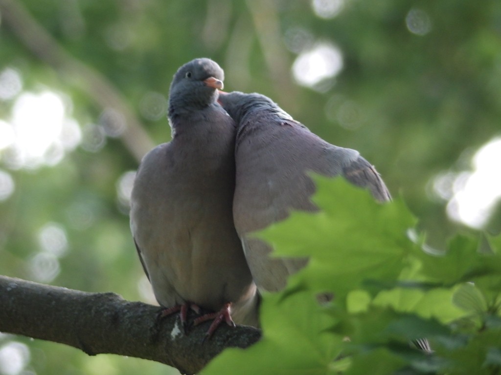 livebirdspoland_10639efdfddf9cf2a3b104e0f6b713dd.jpg