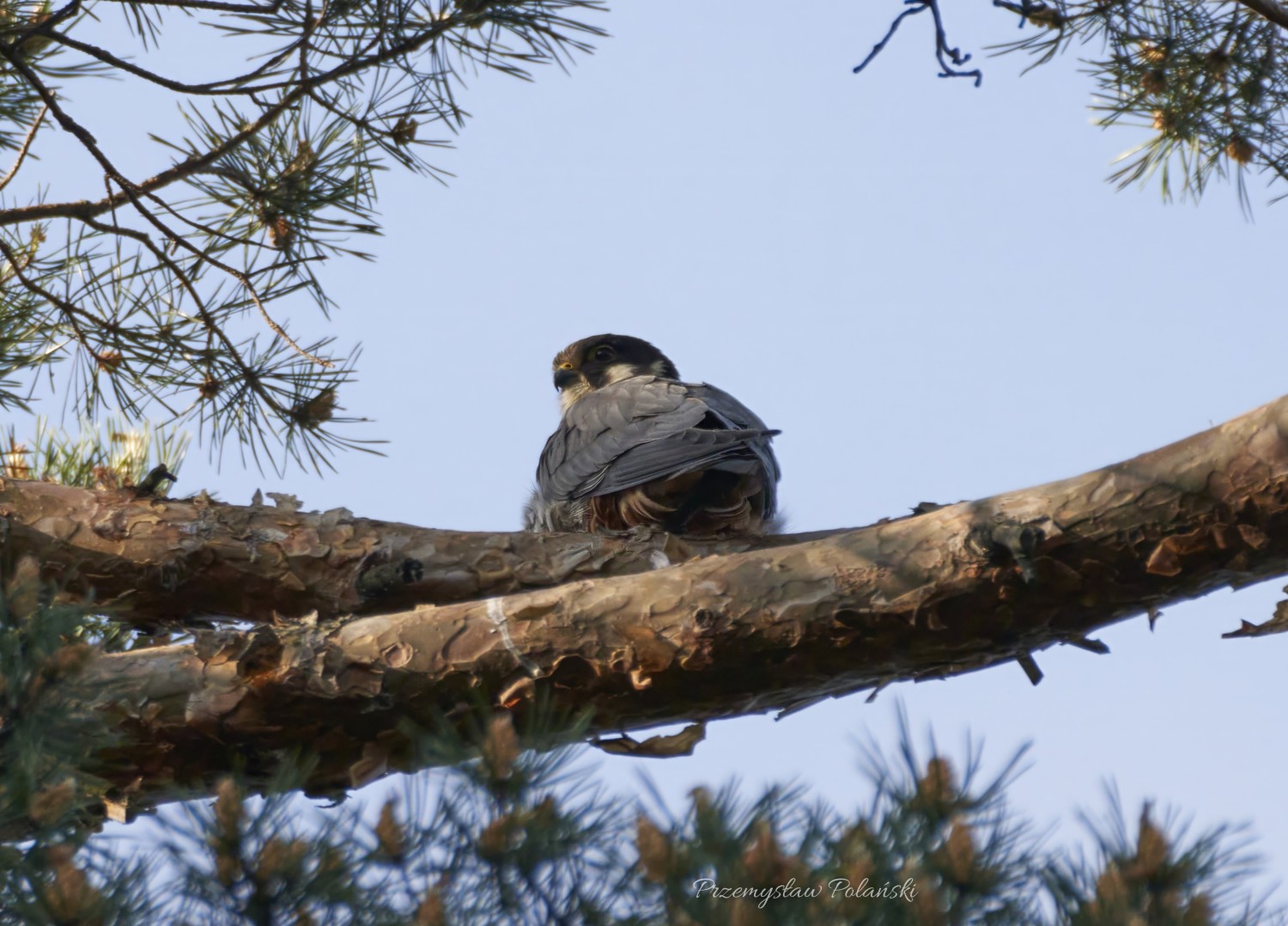 livebirdspoland_6c919cf549cd2aa2ef3a219f9d4e3f8f.jpg