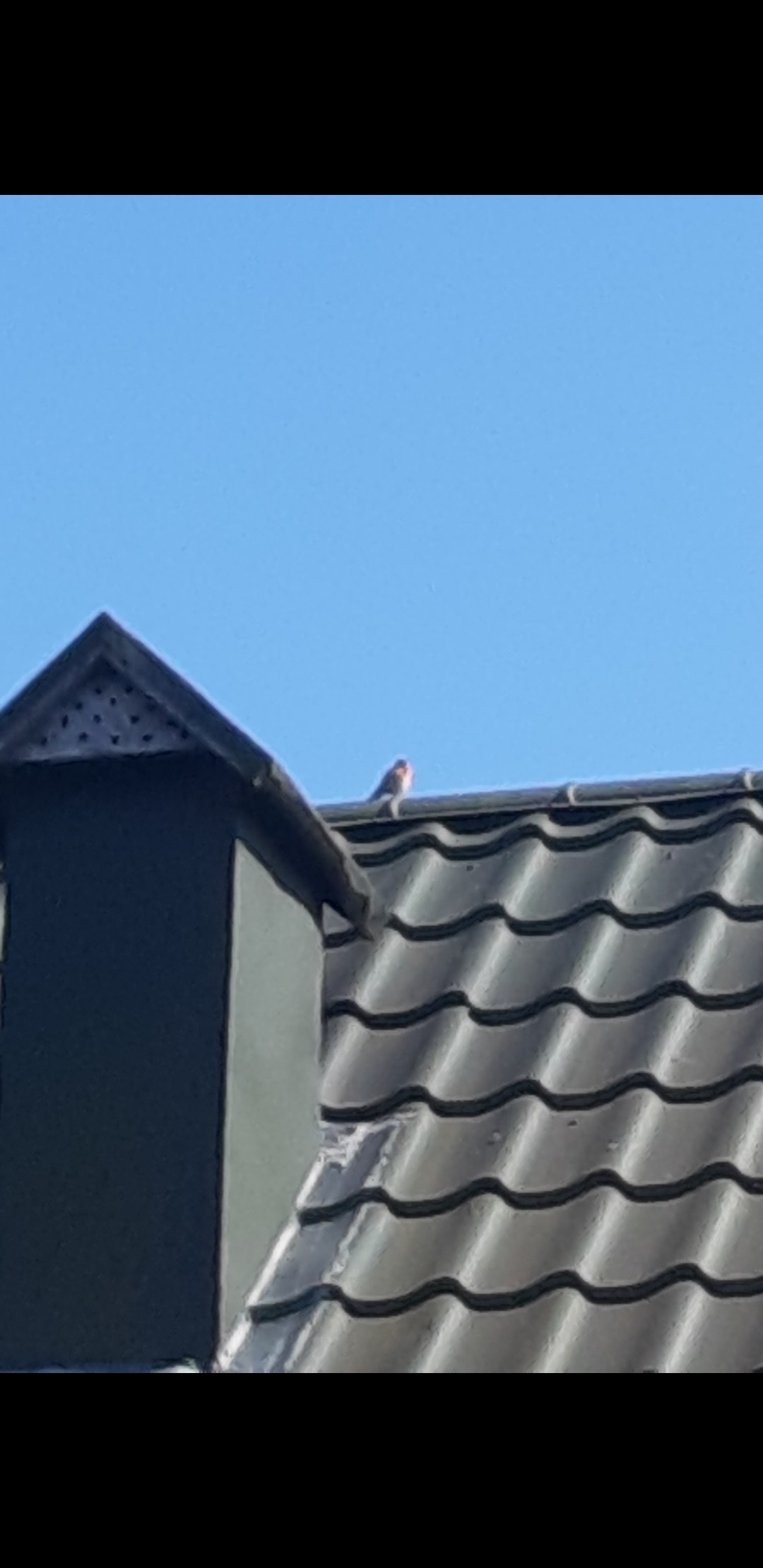 livebirdspoland_667fa37a3e1decbd340b27f910eec1d0.jpg